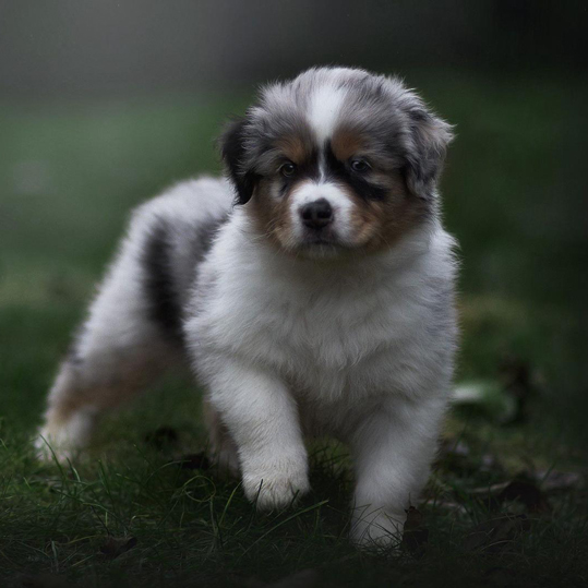 Australian Shepherd Zucht