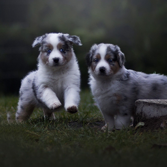 Australian Shepherd Zucht